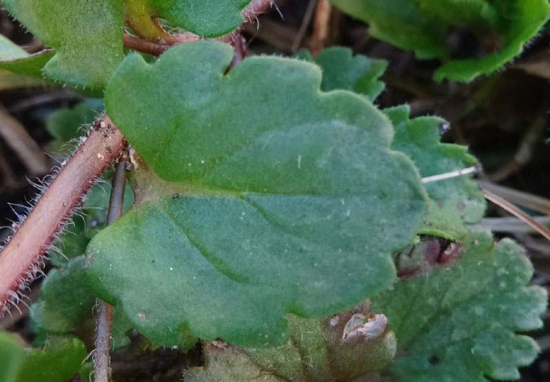 Veronica persica / Veronica di Persia